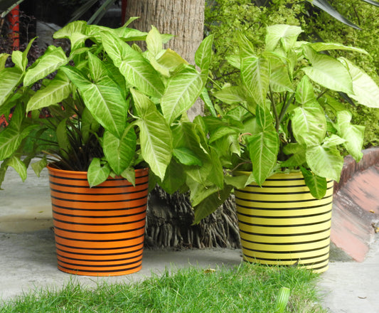 handpainted-planters-online-india