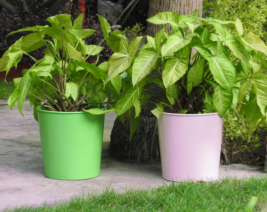 colourful-plant-container-online-india