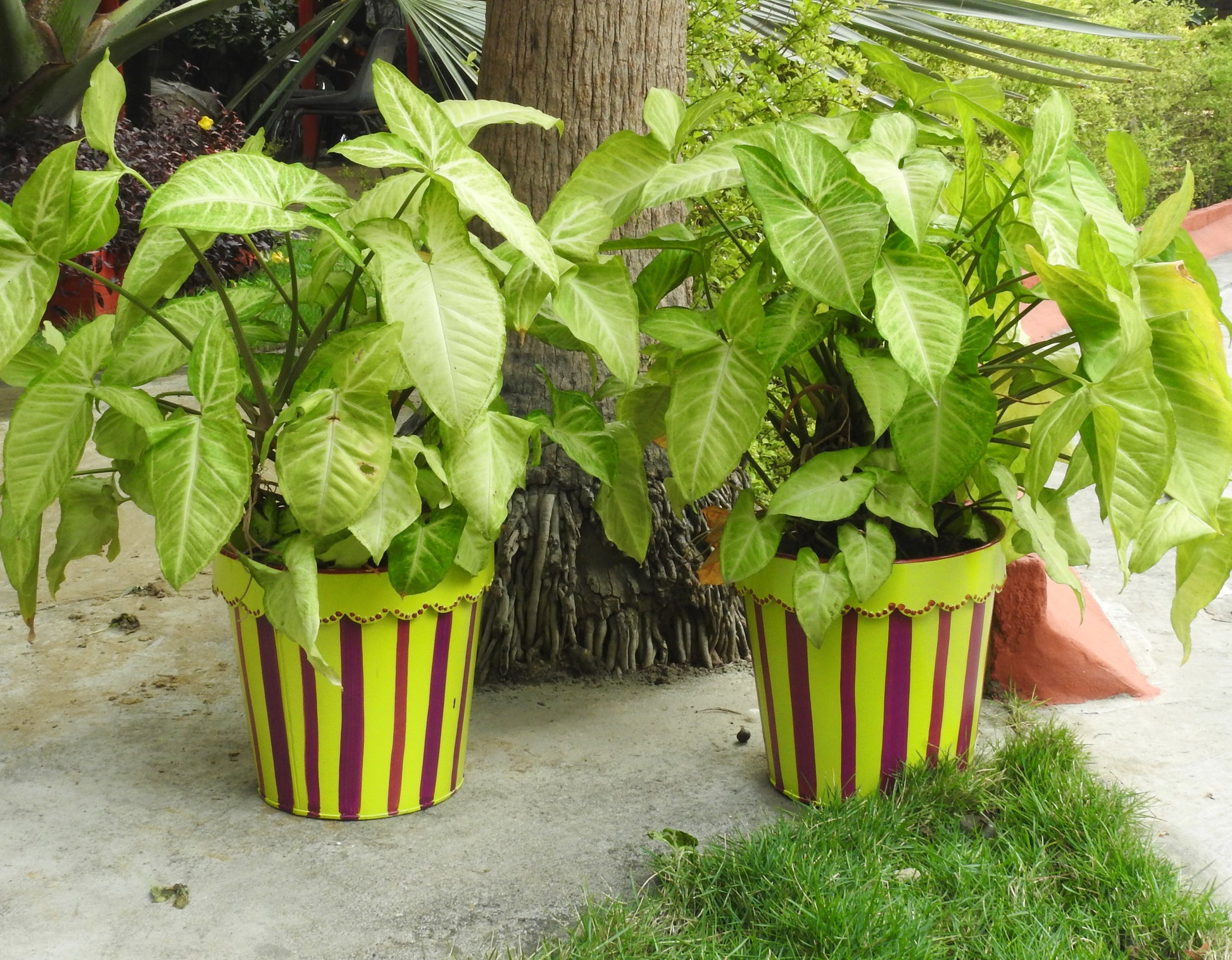 painted-small-pots-for-plants-online