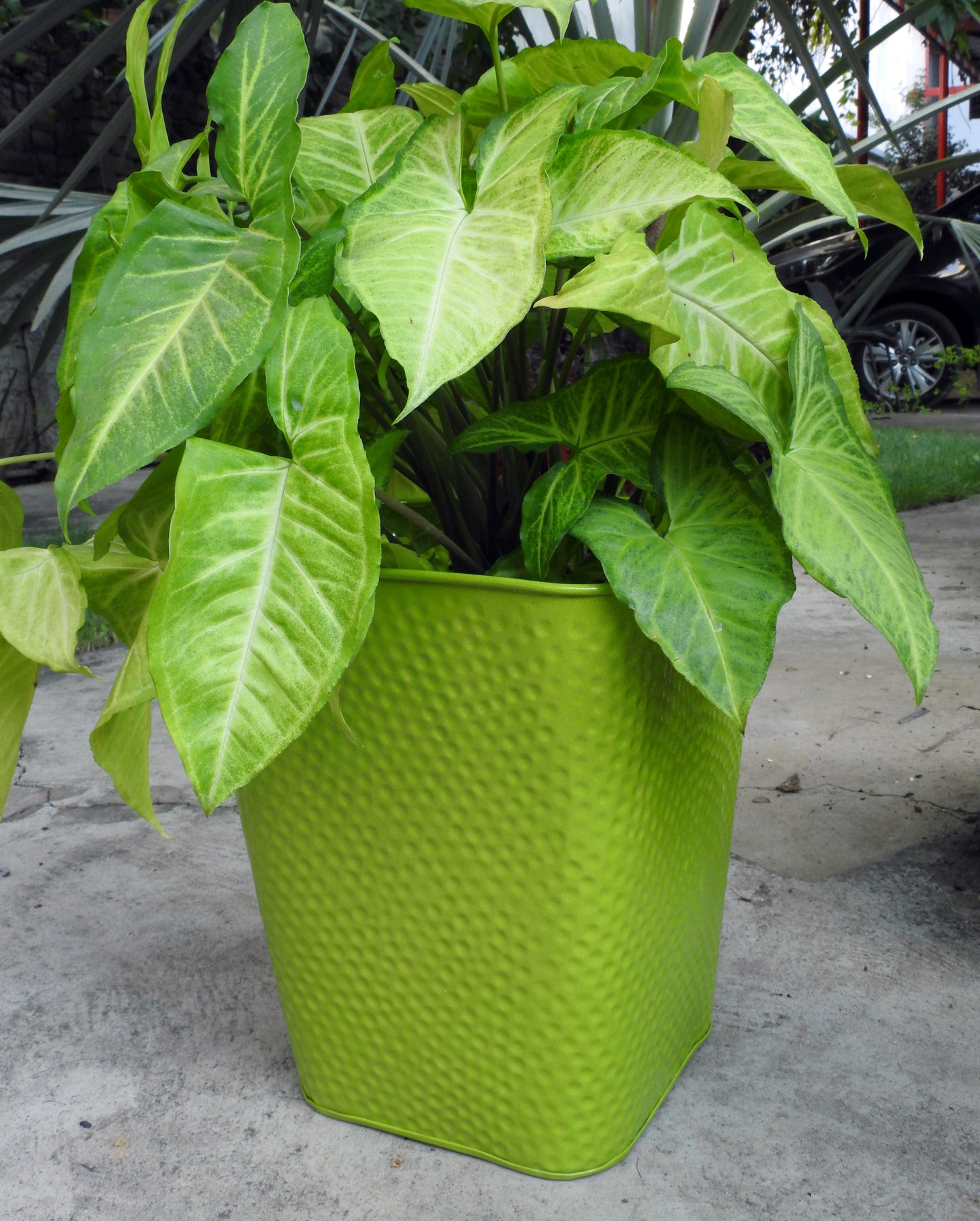 colourful-plant-pots-indoor-online-india