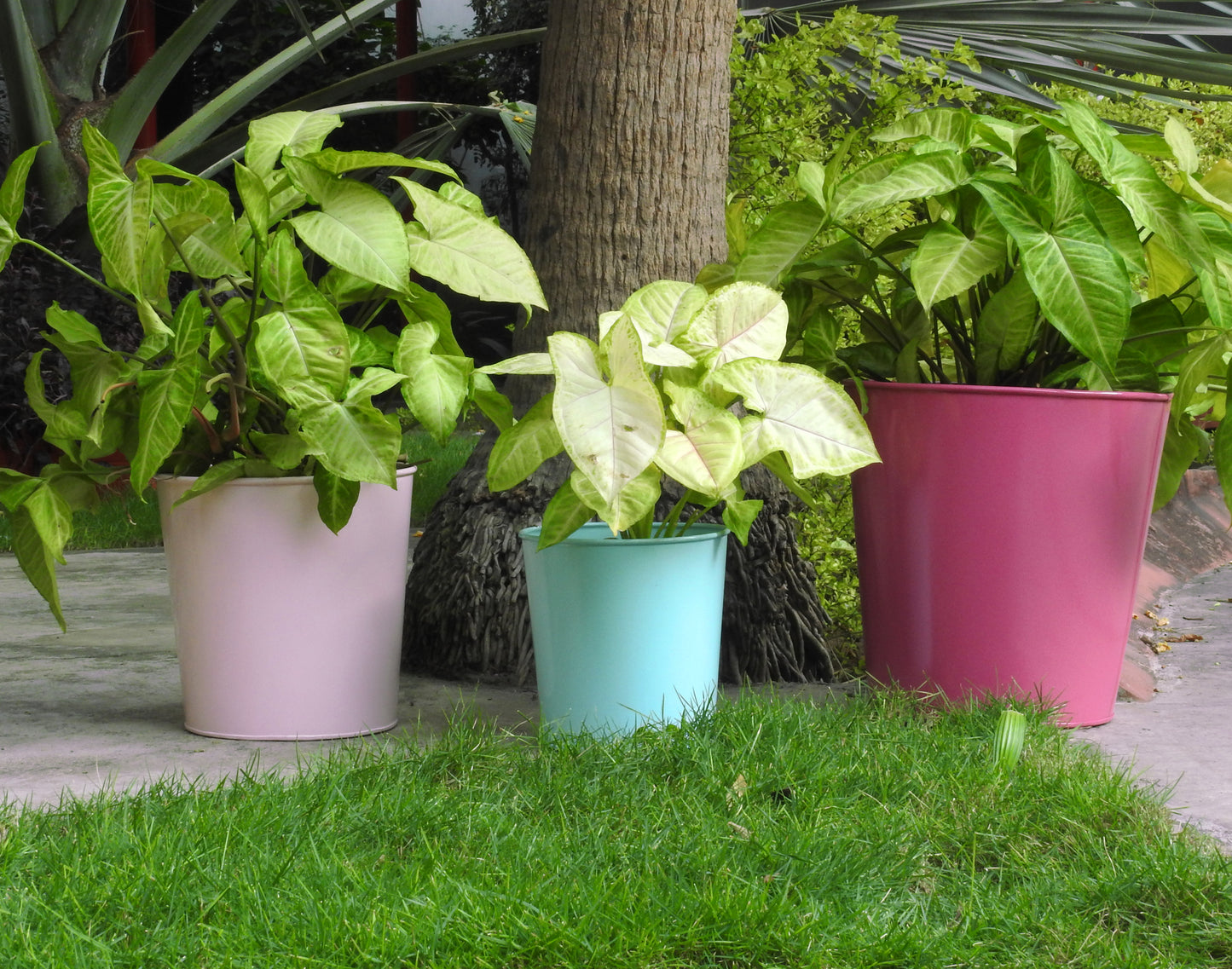 pink and blue-metal-pot-container-online