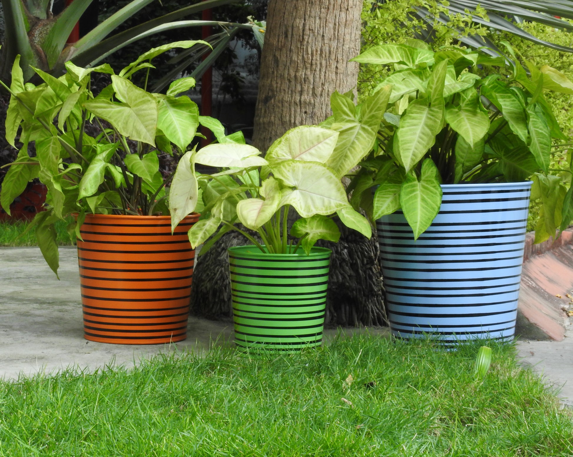 bright-planters-for-house-plants-online