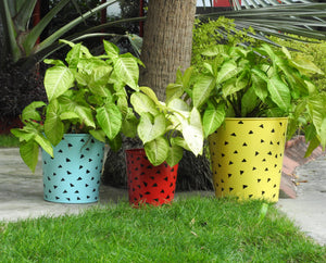 indoor-herb-planter-online-india