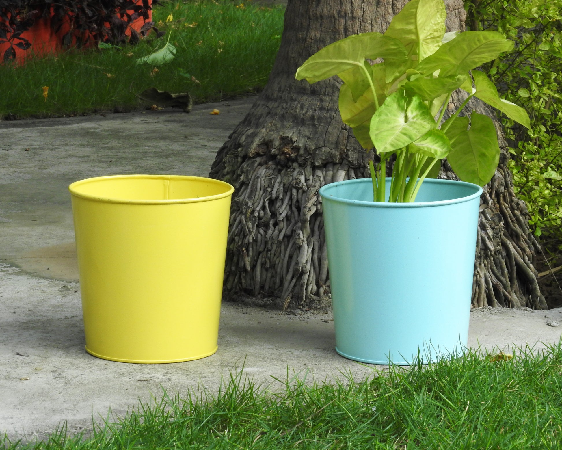 multi-coloured-planters-for-home-and-office-india