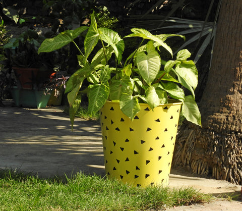 plant-container-with-holes-online-india