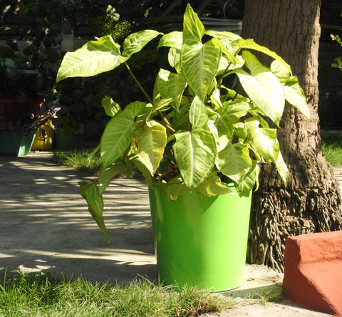 unbreakable-green-colour-plant-container-online-at-cheap-price