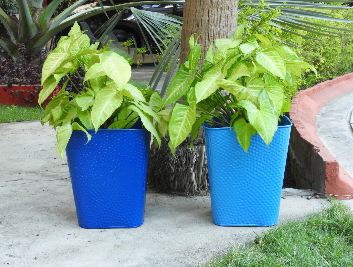 big plant-containers-online