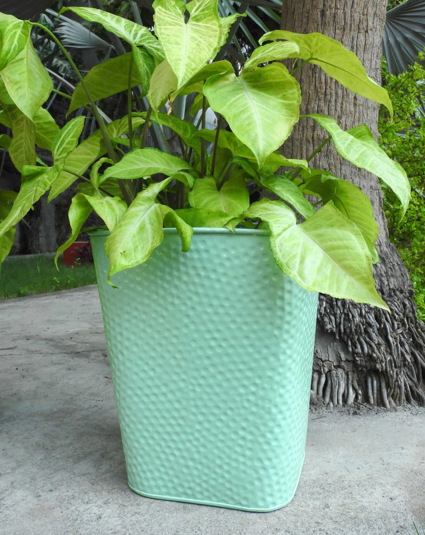 best-quality-indoor-plant-pots-near-me-online